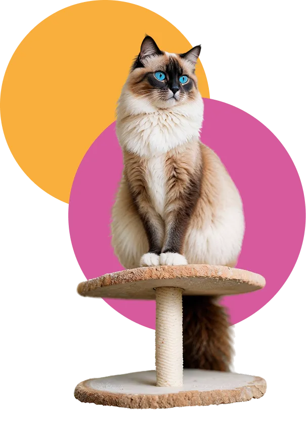 veterinaria-felina-gato-encima-rascador